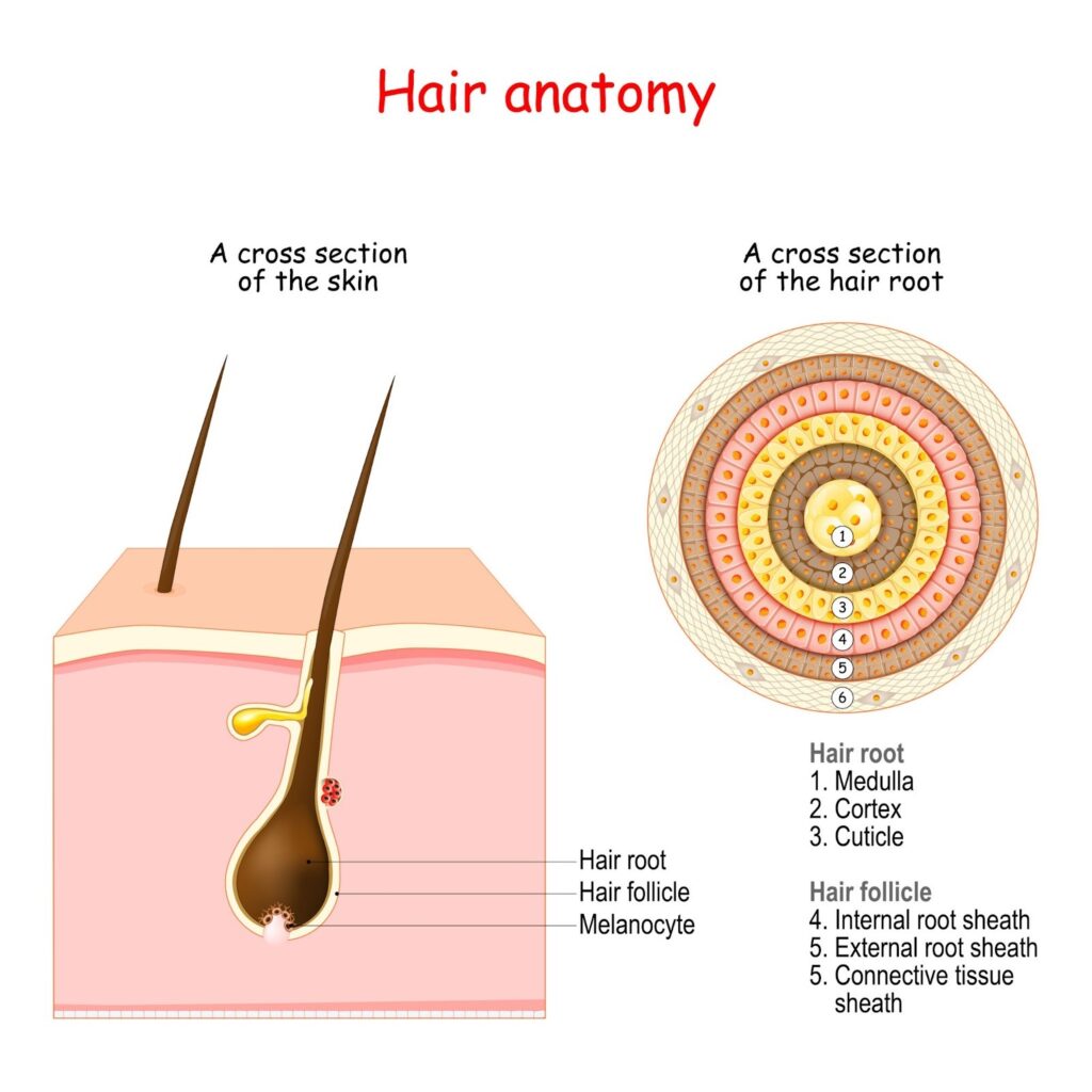 Targeted Compounding for Hair Loss