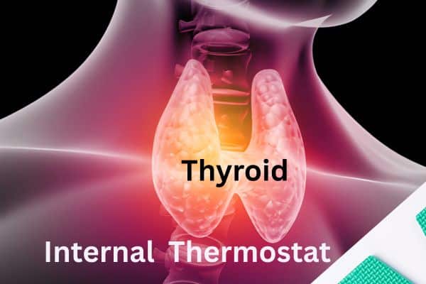 The Thyroid_ Your Body’s Internal Thermostat