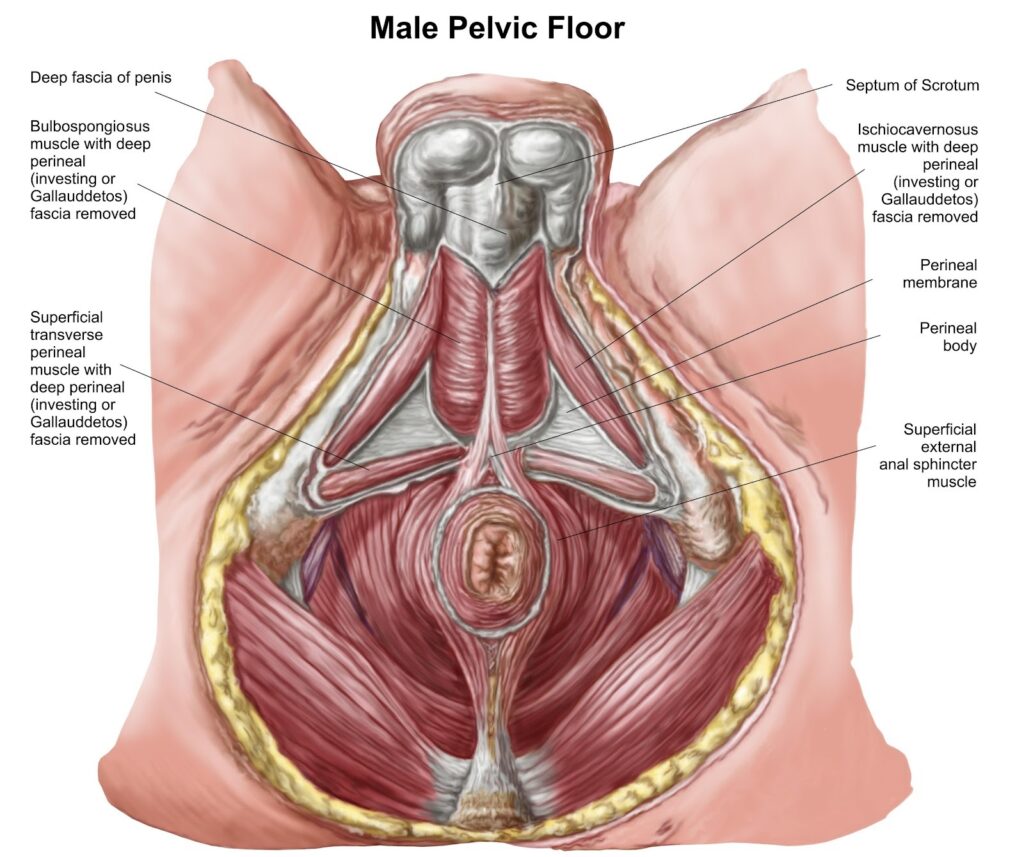 Common Pelvic Health Challenges